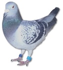 Paloma