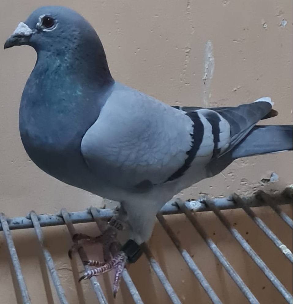 Paloma
