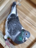 Paloma