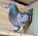 Paloma