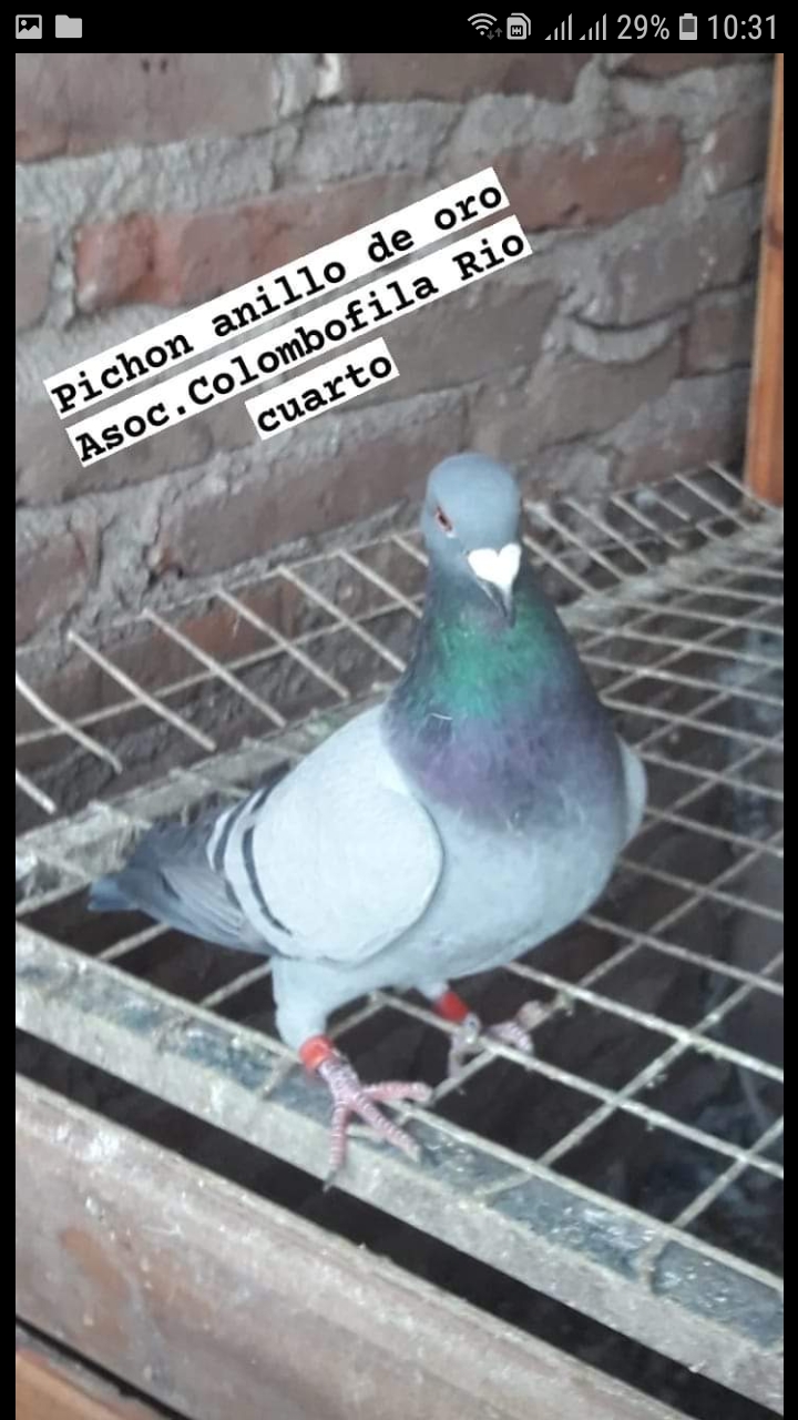 Paloma