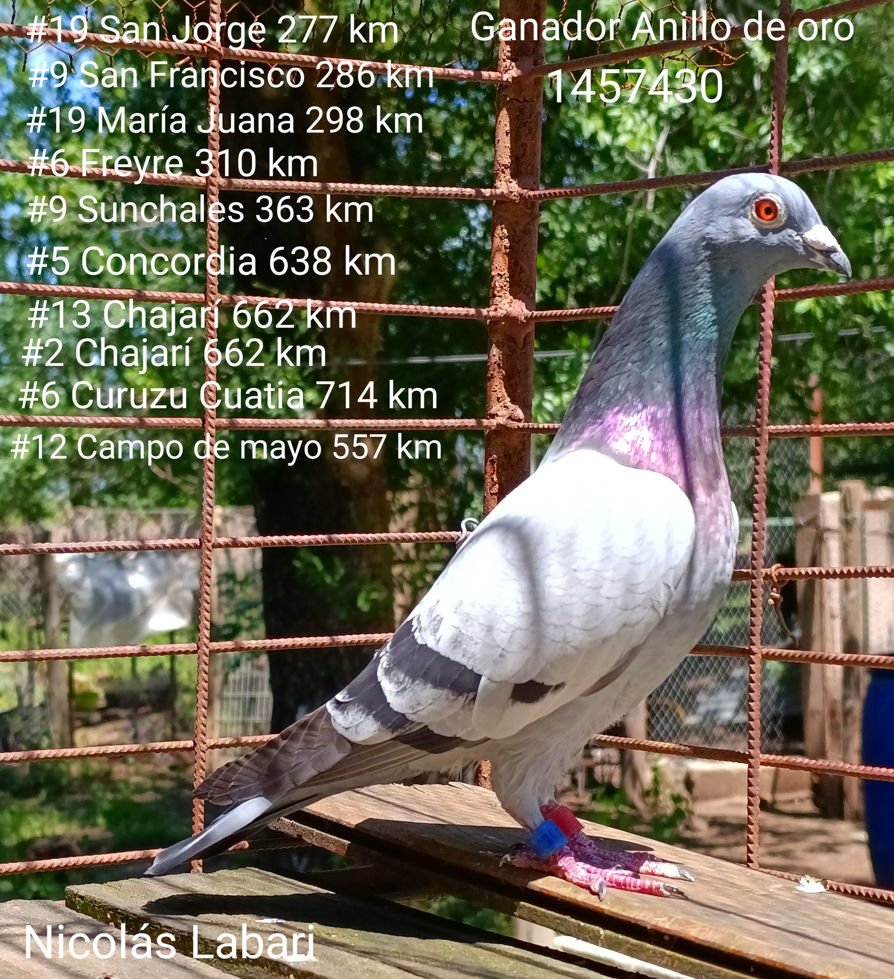 Paloma