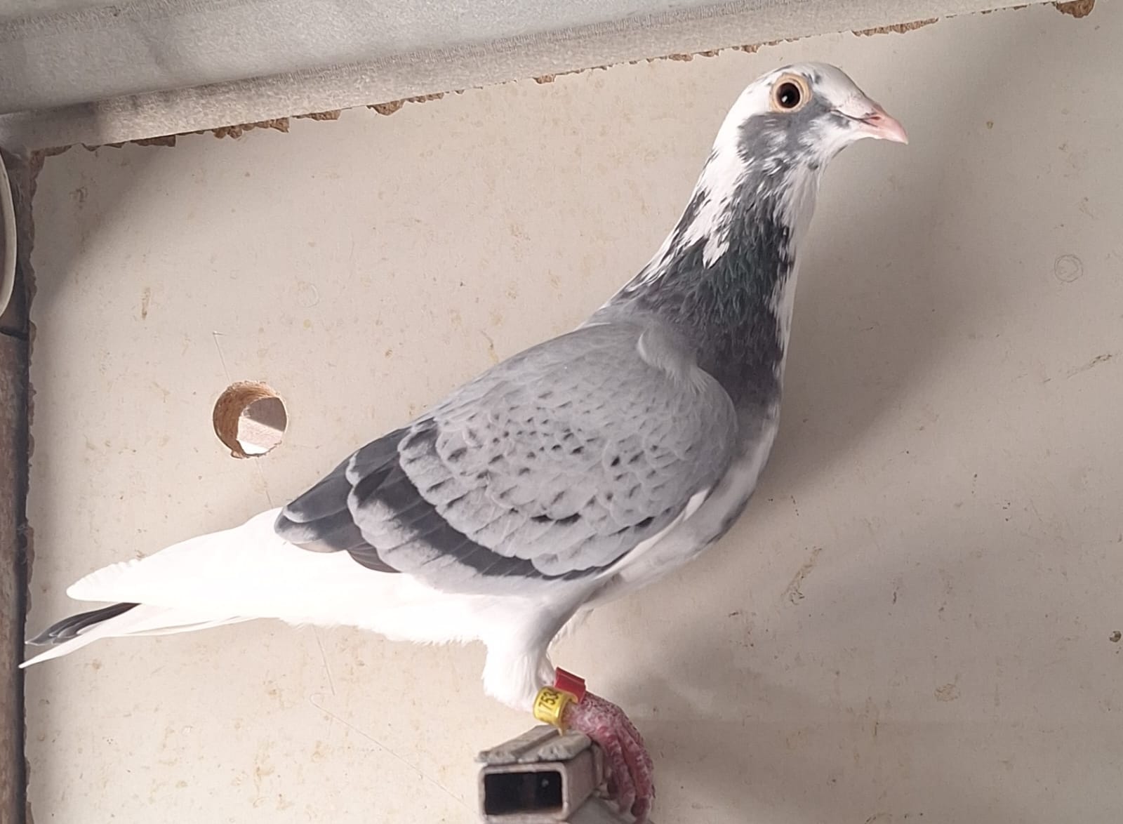 Paloma