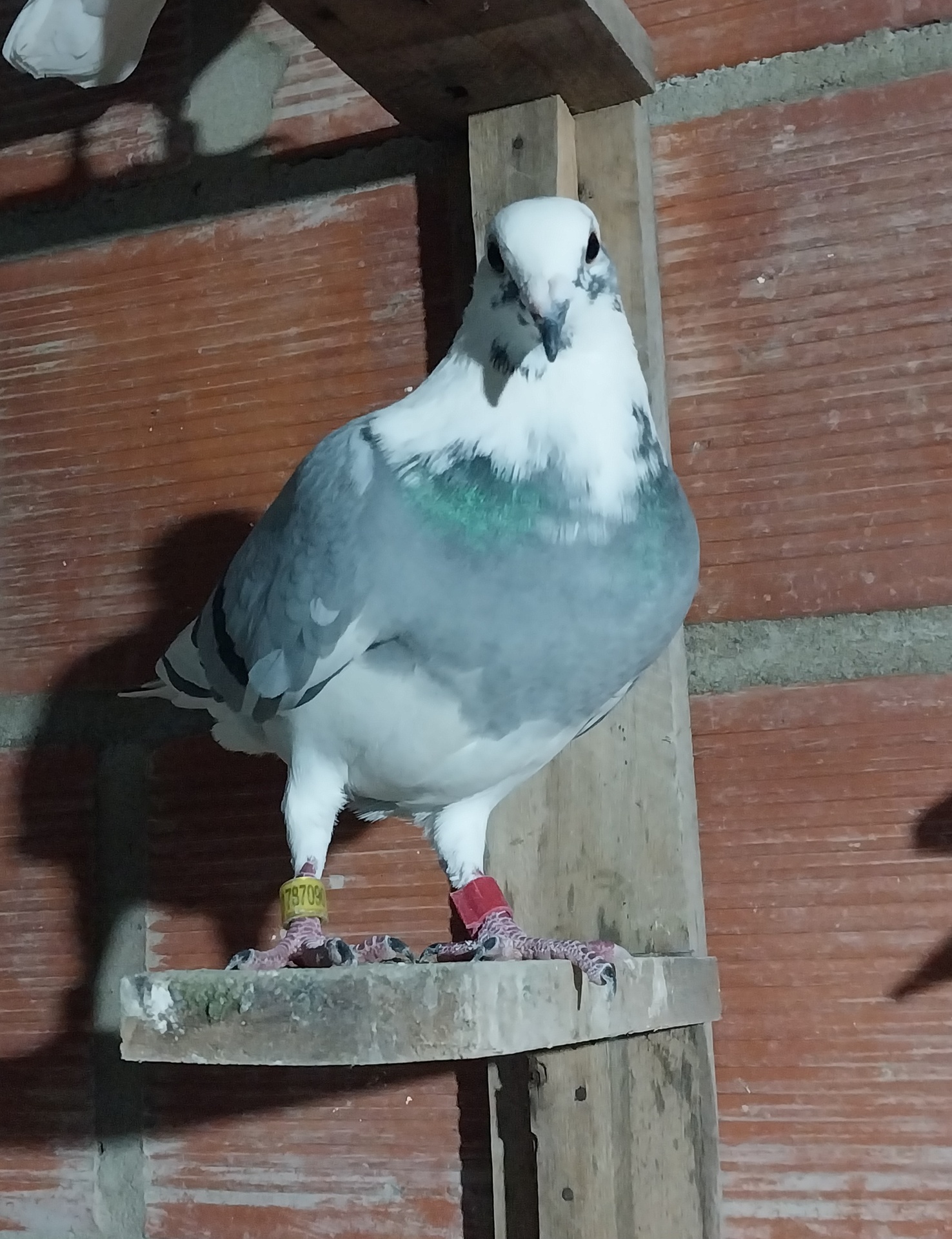 Paloma