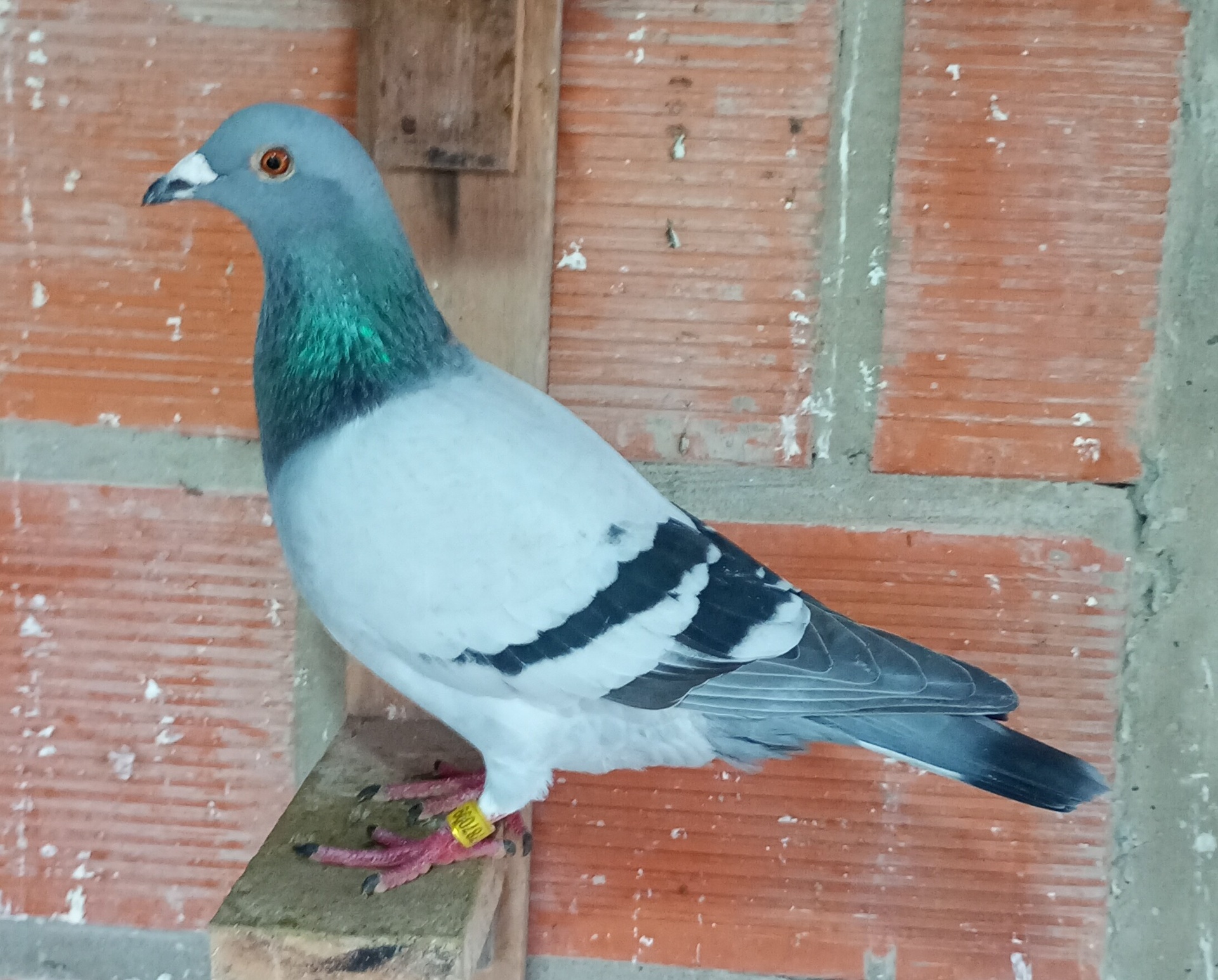 Paloma