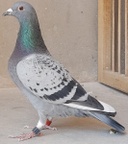 Paloma