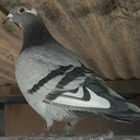 Paloma